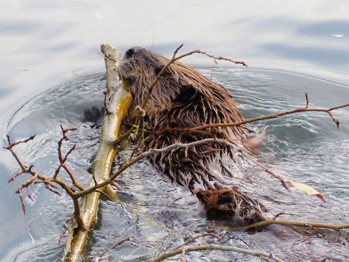 Beaver pulling stick
