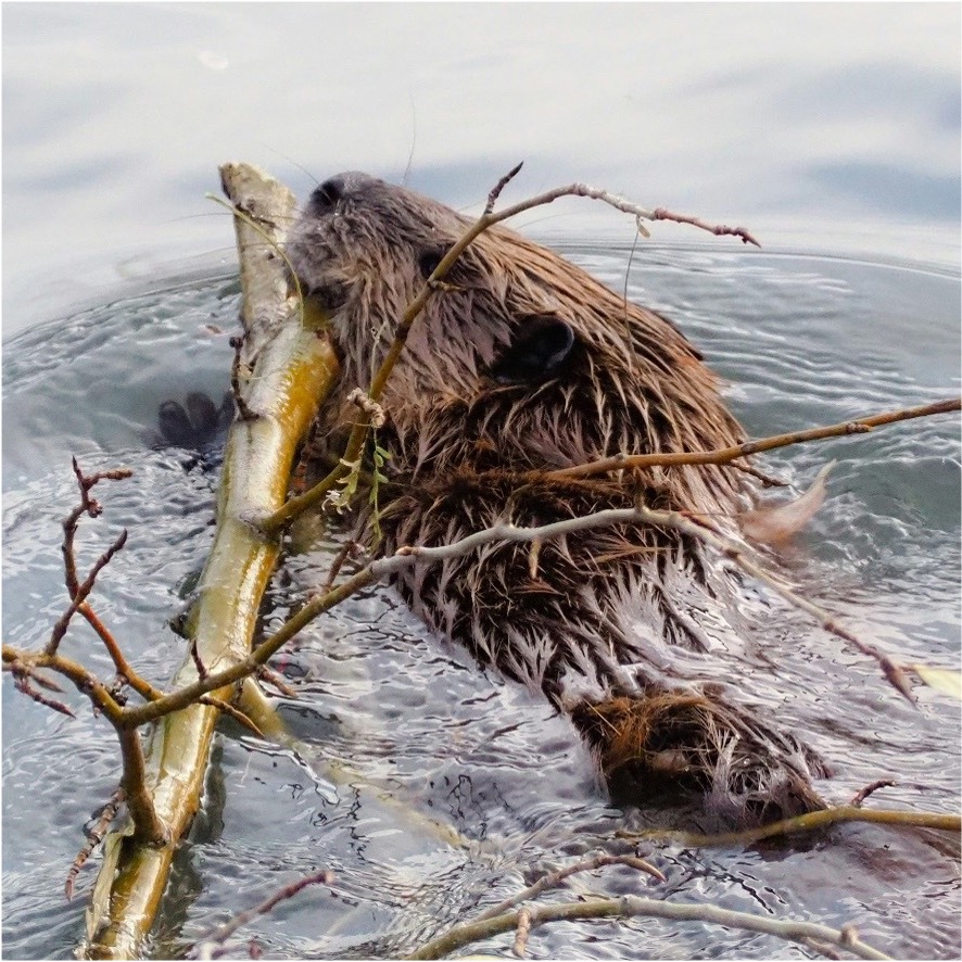 Beaver sq