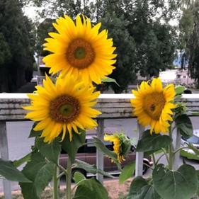 sunflowers