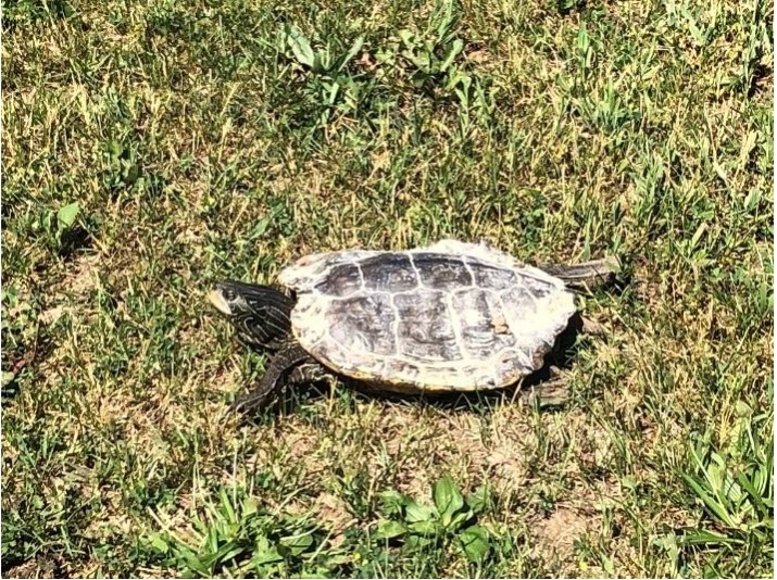 turtle