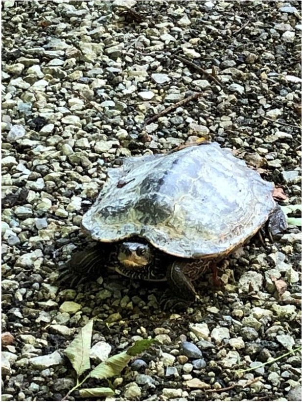 turtle face