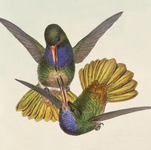 Hummingbird thumbnail